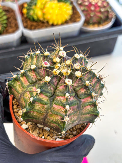 Gymnocalycium T-Rex (oo) (py) | Variegated Cactus