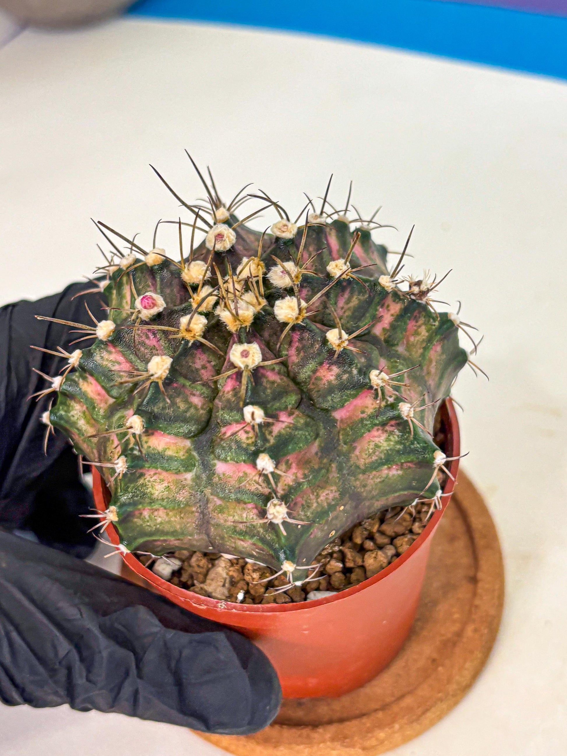 Gymnocalycium T-Rex (oo) (py) | Variegated Cactus