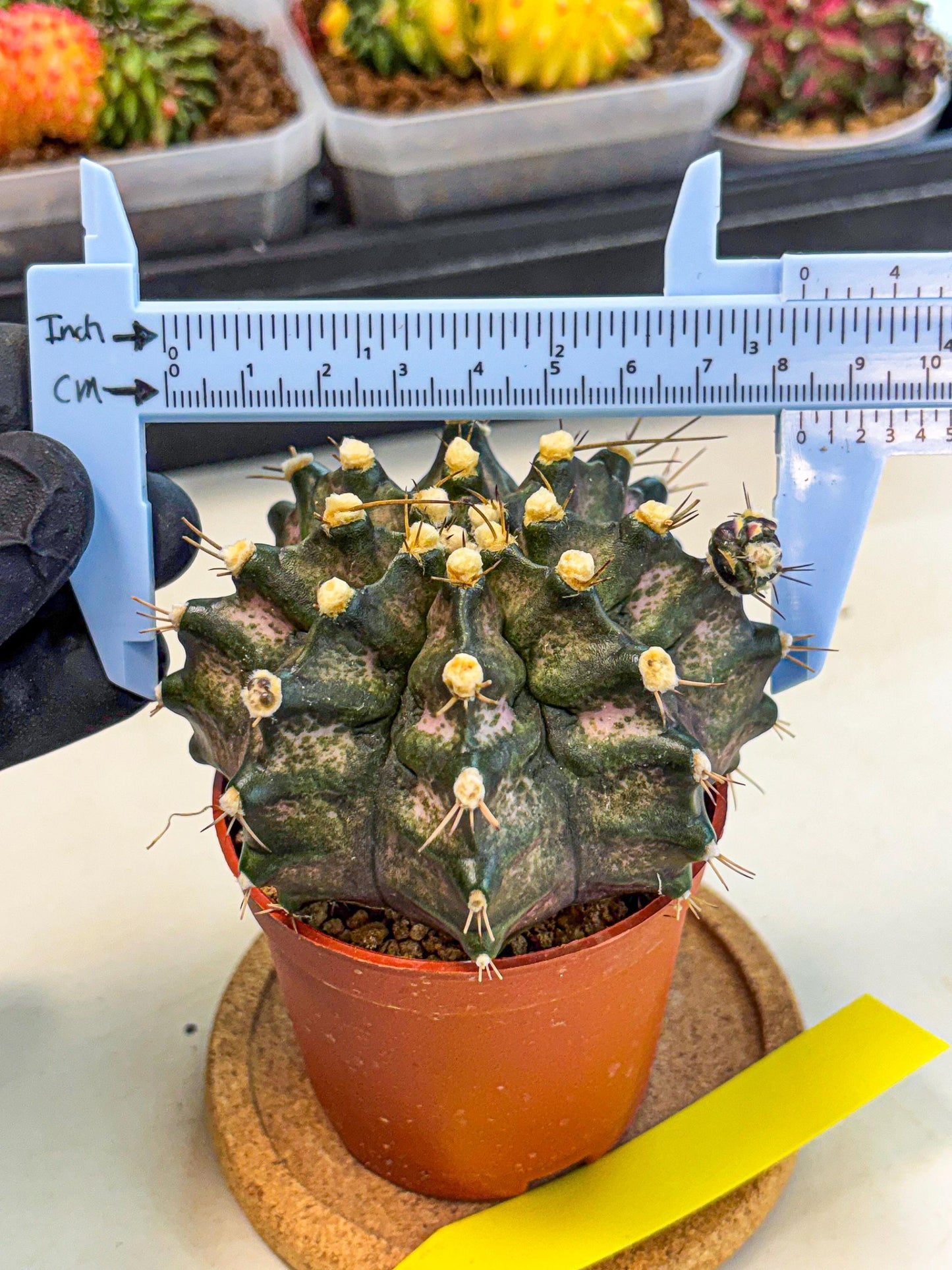 Gymnocalycium T-Rex (oo) (y) | Variegated Cactus