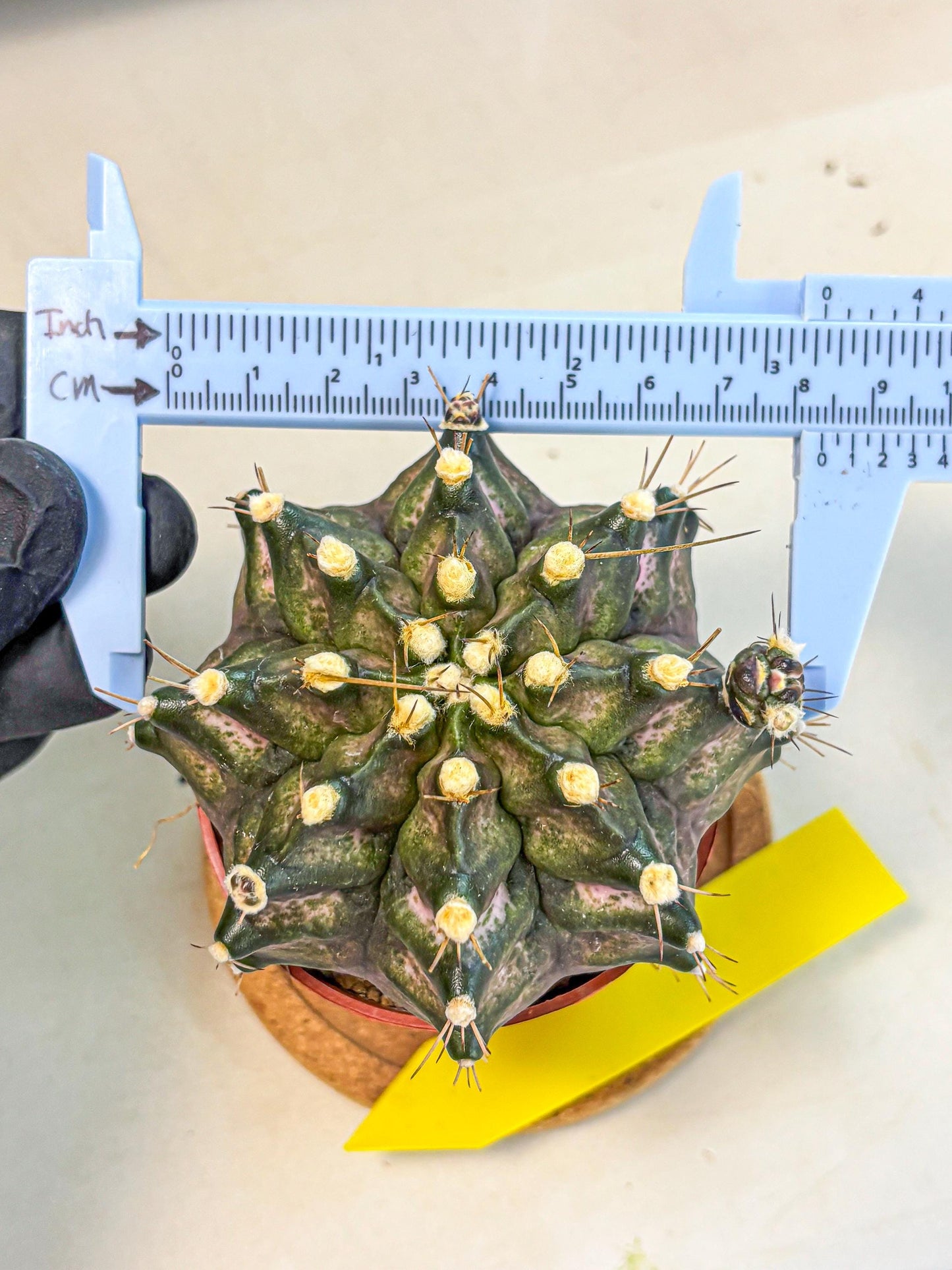 Gymnocalycium T-Rex (oo) (y) | Variegated Cactus