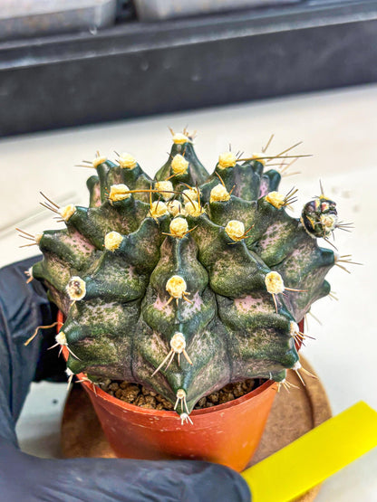 Gymnocalycium T-Rex (oo) (y) | Variegated Cactus