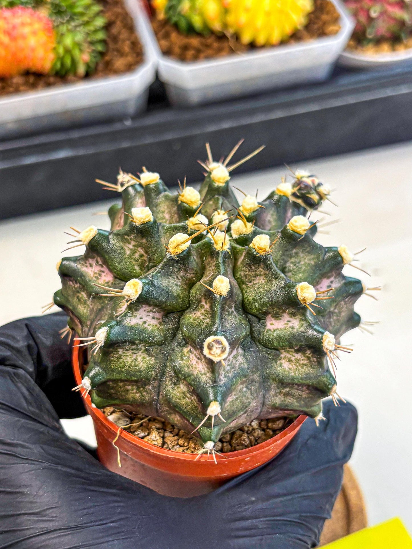 Gymnocalycium T-Rex (oo) (y) | Variegated Cactus