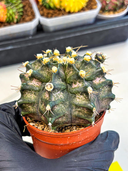 Gymnocalycium T-Rex (oo) (y) | Variegated Cactus
