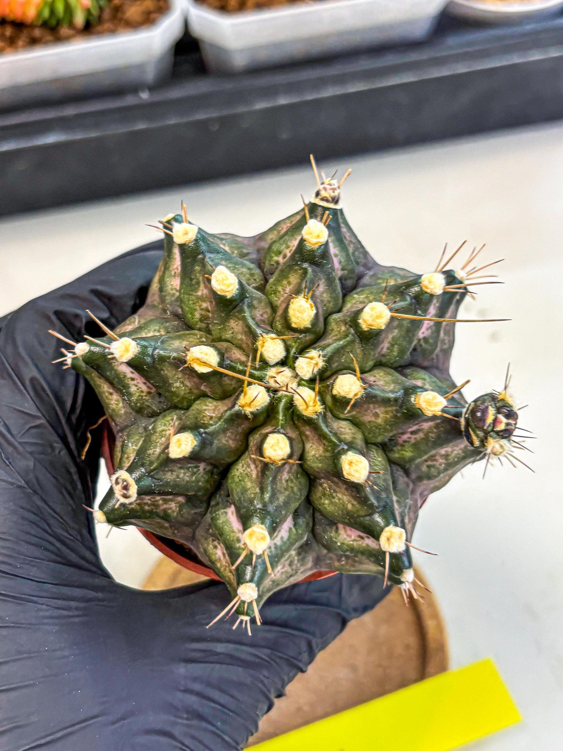 Gymnocalycium T-Rex (oo) (y) | Variegated Cactus