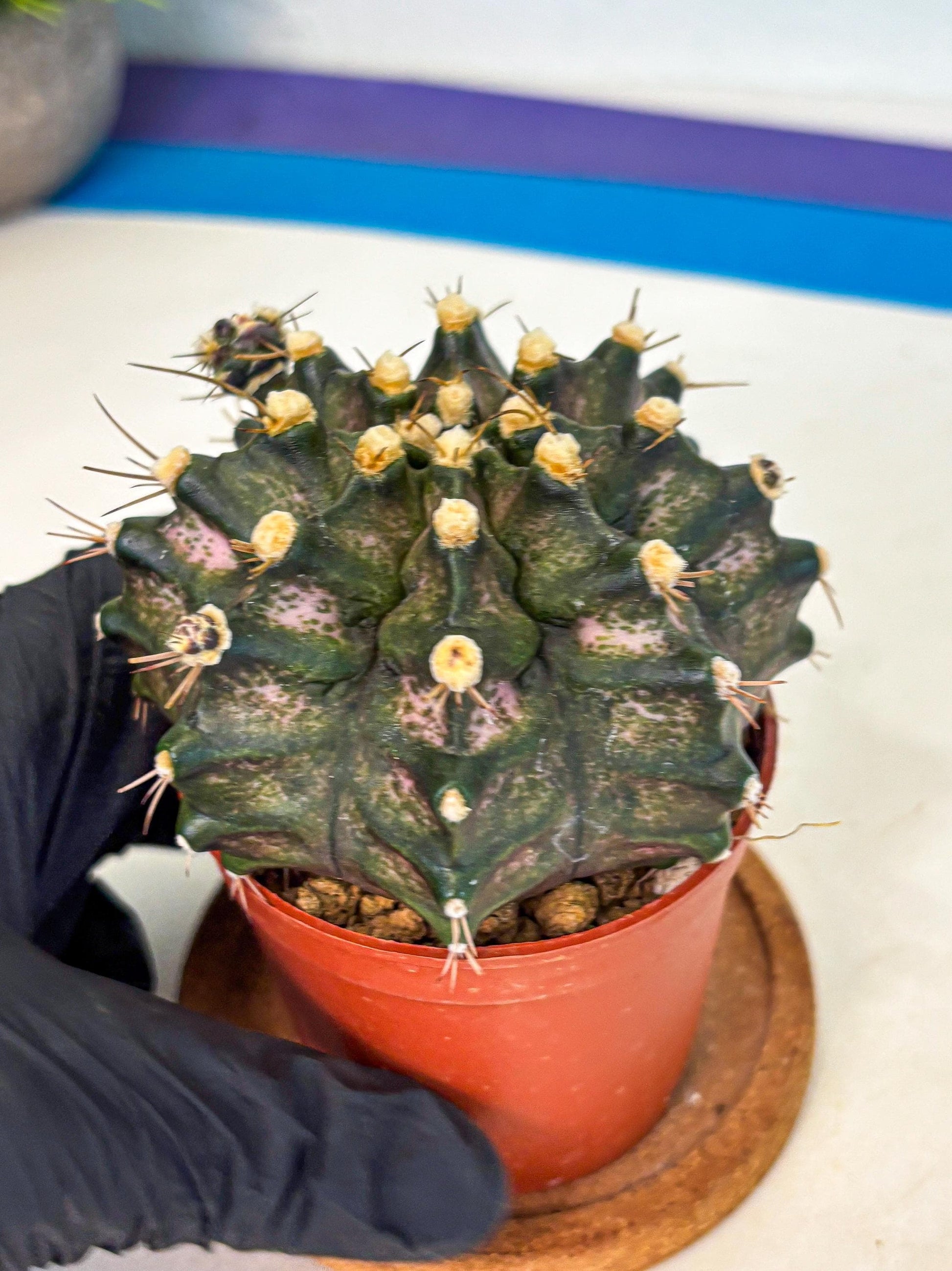 Gymnocalycium T-Rex (oo) (y) | Variegated Cactus