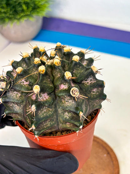 Gymnocalycium T-Rex (oo) (y) | Variegated Cactus
