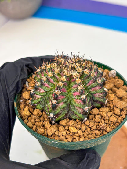 Gymnocalycium T-Rex (oo) (g) | Variegated Cactus