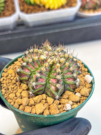 Gymnocalycium T-Rex (oo) (g) | Variegated Cactus