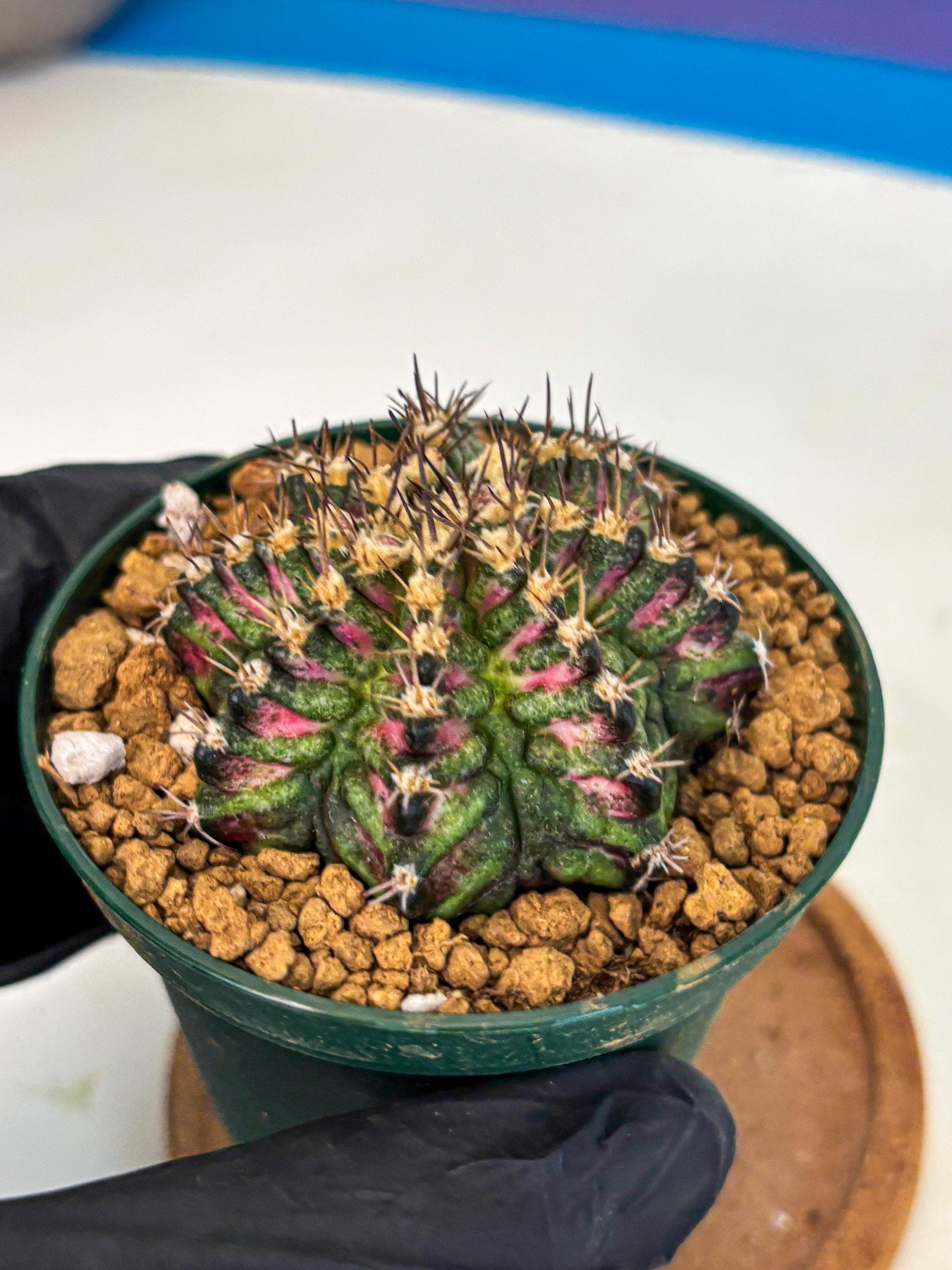 Gymnocalycium T-Rex (oo) (g) | Variegated Cactus