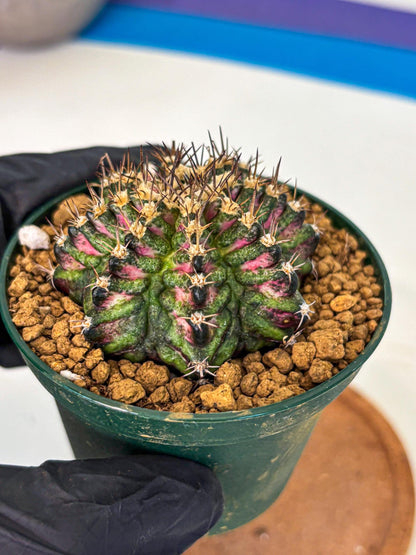Gymnocalycium T-Rex (oo) (g) | Variegated Cactus