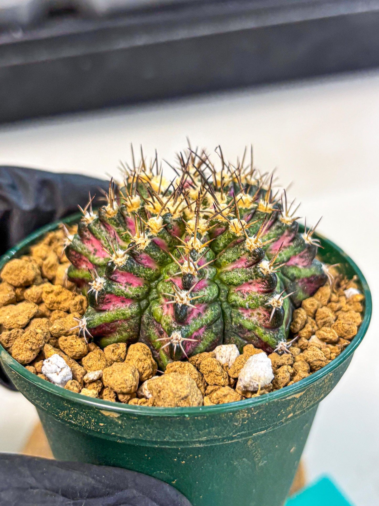 Gymnocalycium T-Rex (oo) (g) | Variegated Cactus