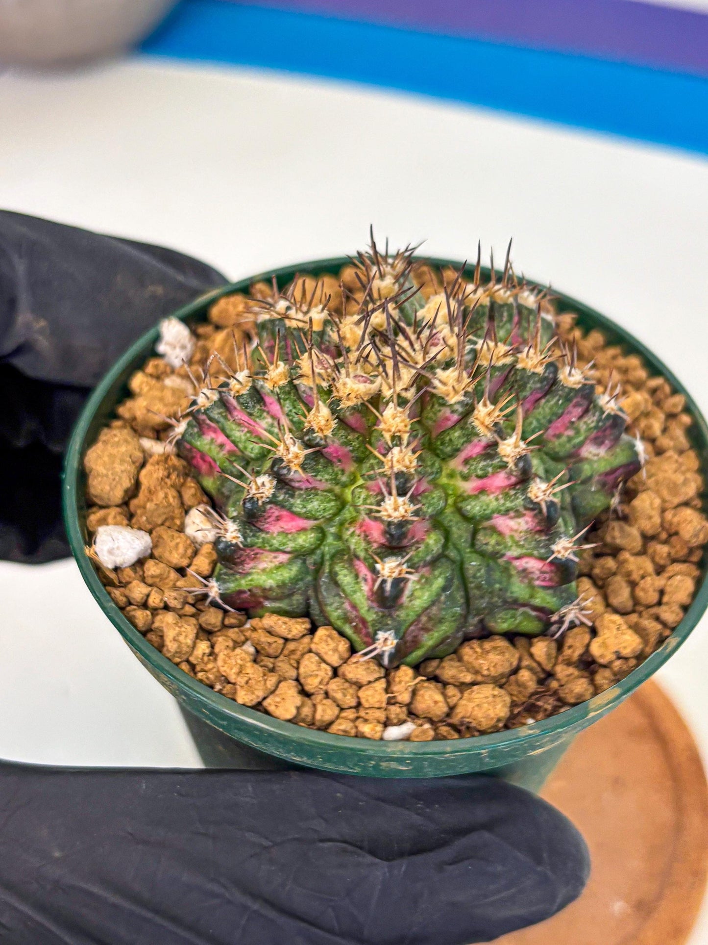 Gymnocalycium T-Rex (oo) (g) | Variegated Cactus