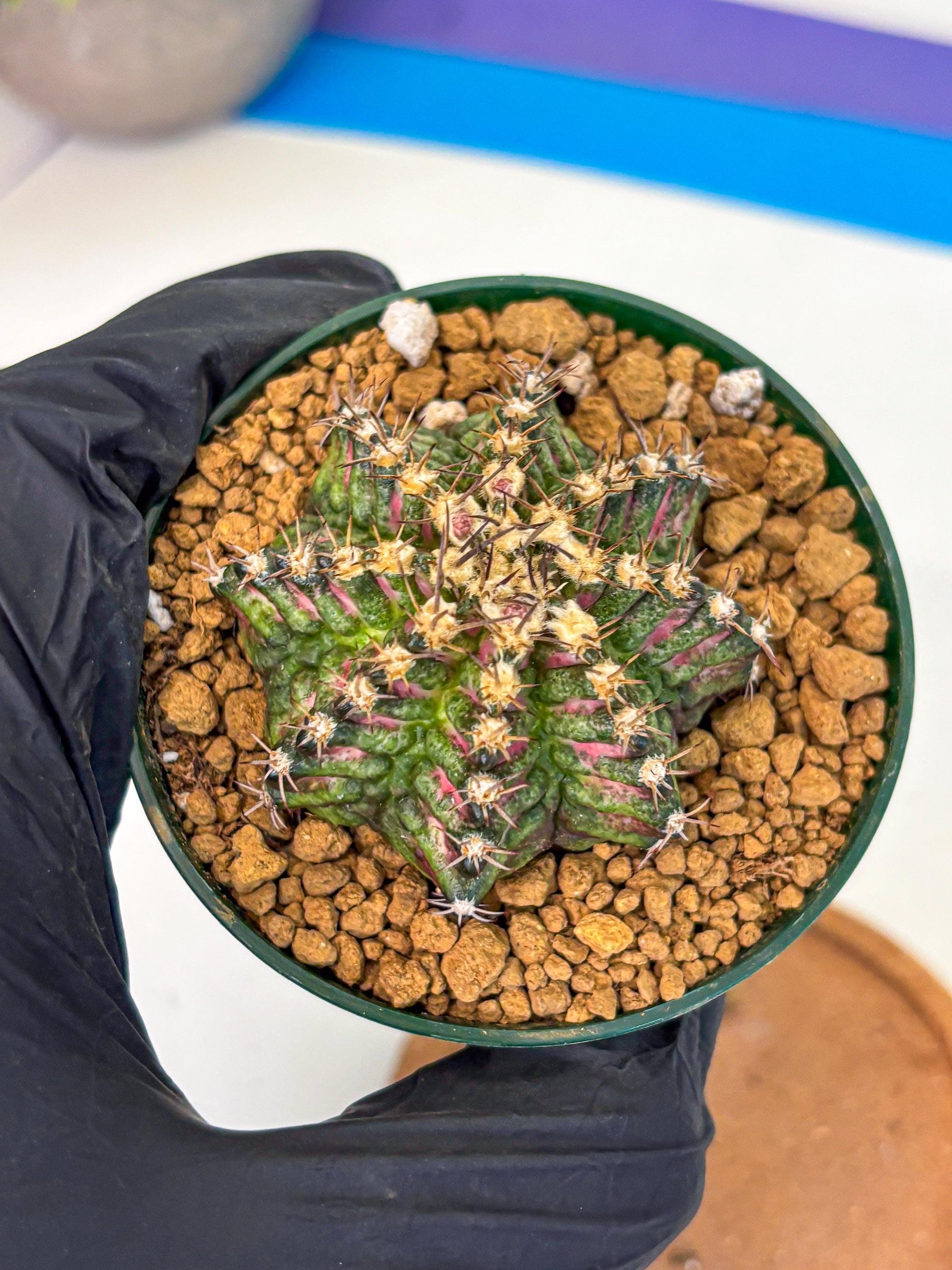 Gymnocalycium T-Rex (oo) (g) | Variegated Cactus