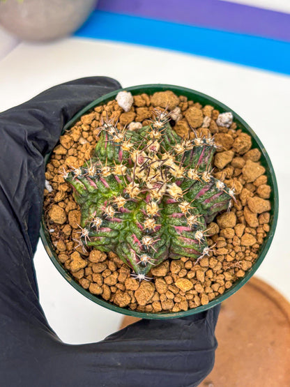 Gymnocalycium T-Rex (oo) (g) | Variegated Cactus