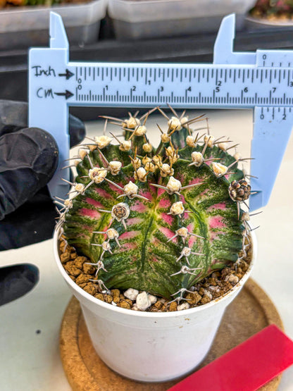 Gymnocalycium T-Rex (oo) (r) | Variegated Cactus