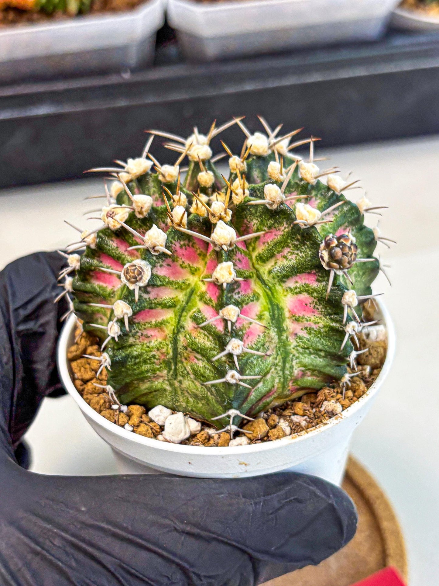 Gymnocalycium T-Rex (oo) (r) | Variegated Cactus