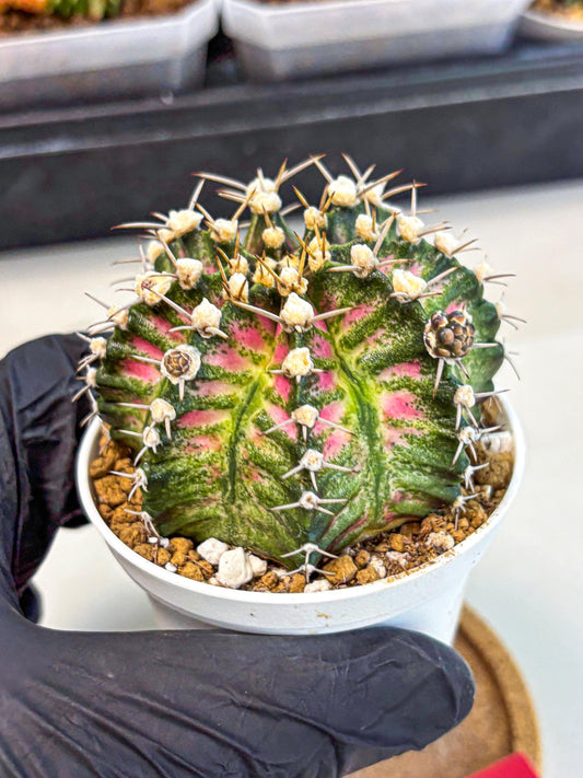 Gymnocalycium T-Rex (oo) (r) | Variegated Cactus