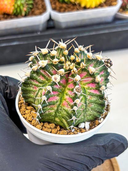 Gymnocalycium T-Rex (oo) (r) | Variegated Cactus