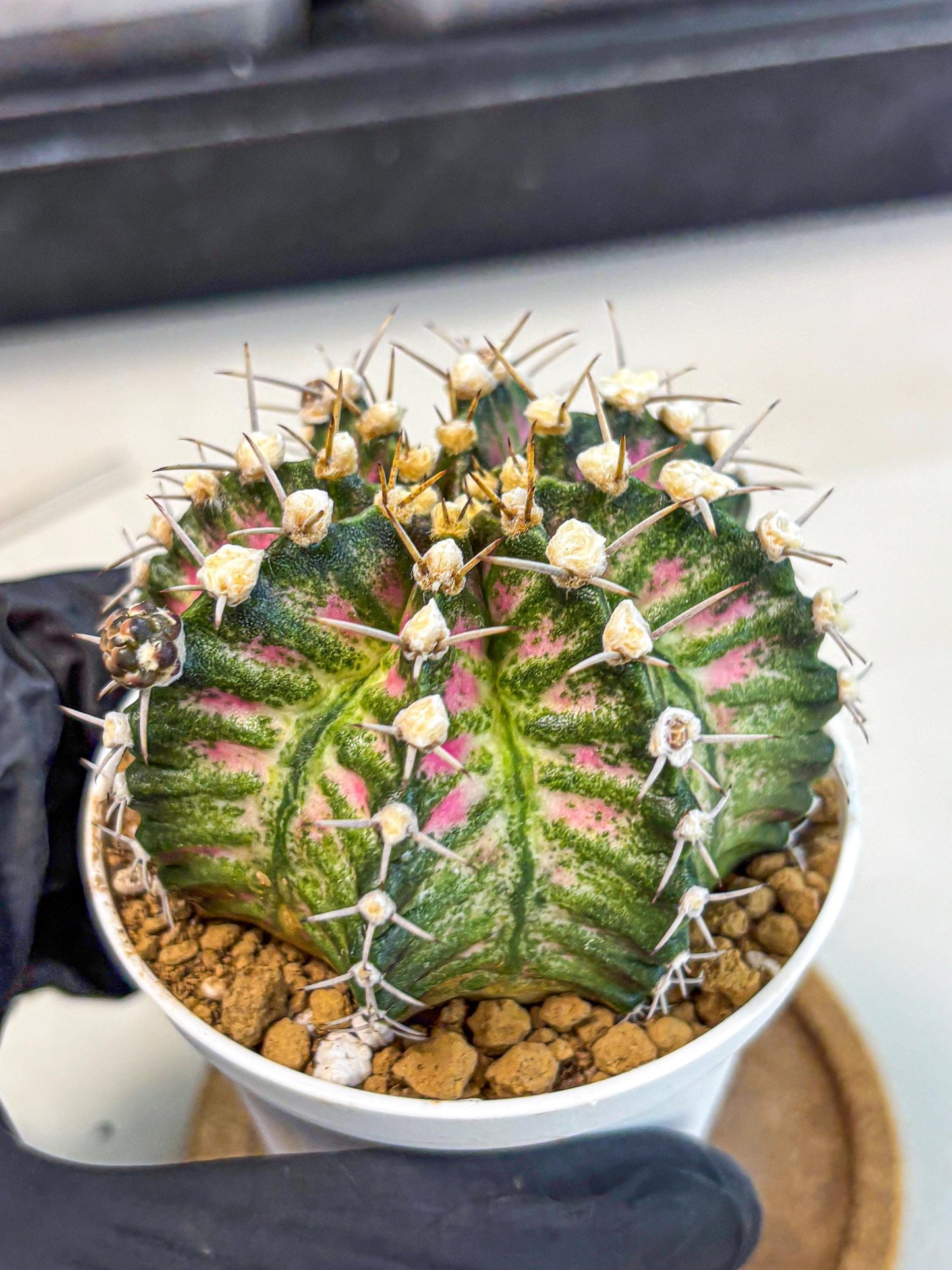 Gymnocalycium T-Rex (oo) (r) | Variegated Cactus