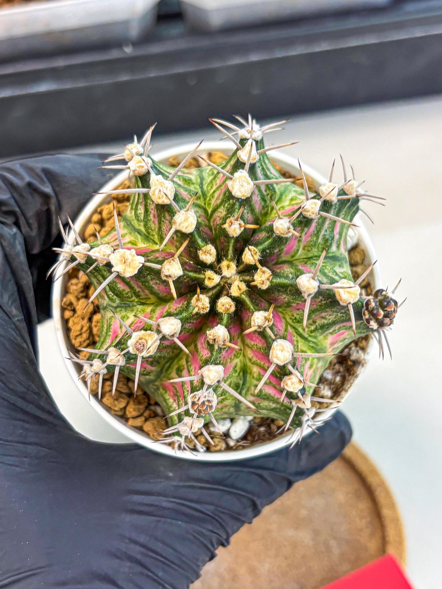 Gymnocalycium T-Rex (oo) (r) | Variegated Cactus