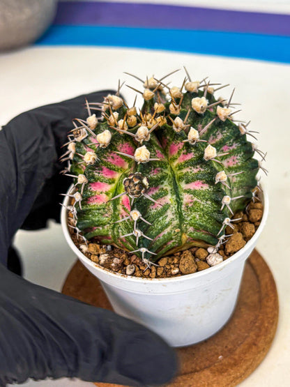 Gymnocalycium T-Rex (oo) (r) | Variegated Cactus