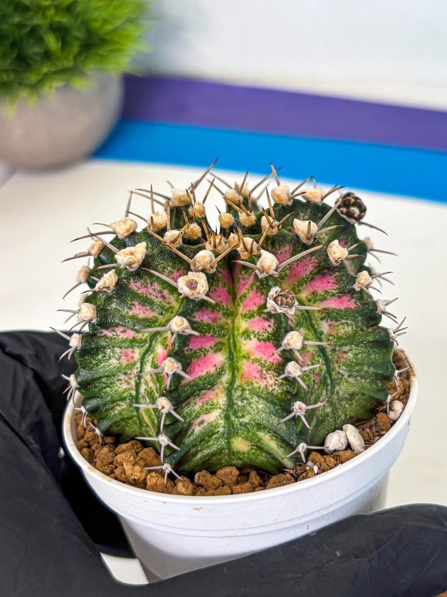 Gymnocalycium T-Rex (oo) (r) | Variegated Cactus