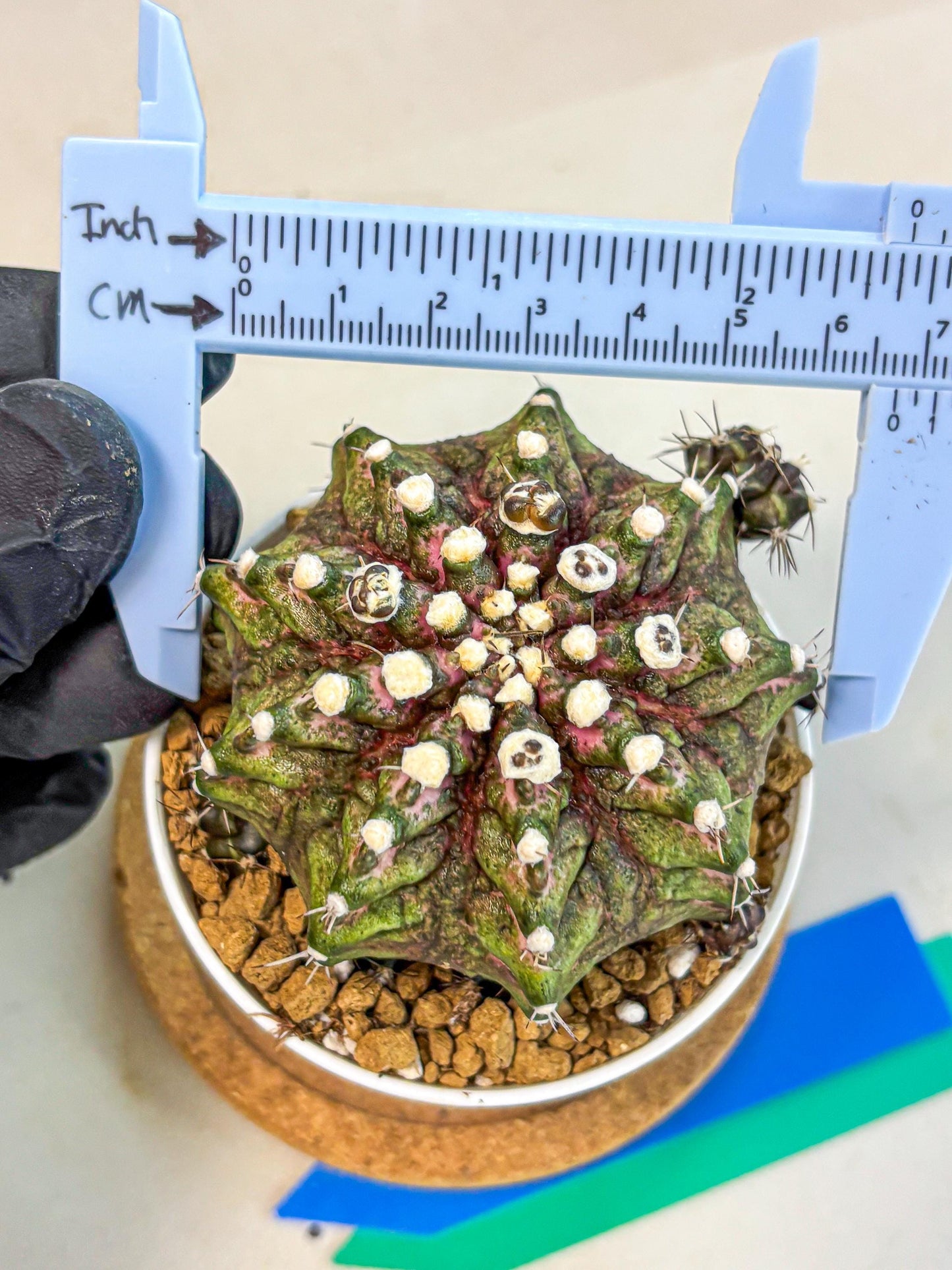 Gymnocalycium T-Rex (oo) (bg) | Variegated Cactus