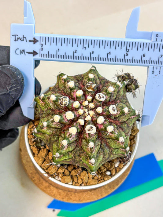 Gymnocalycium T-Rex (oo) (bg) | Variegated Cactus