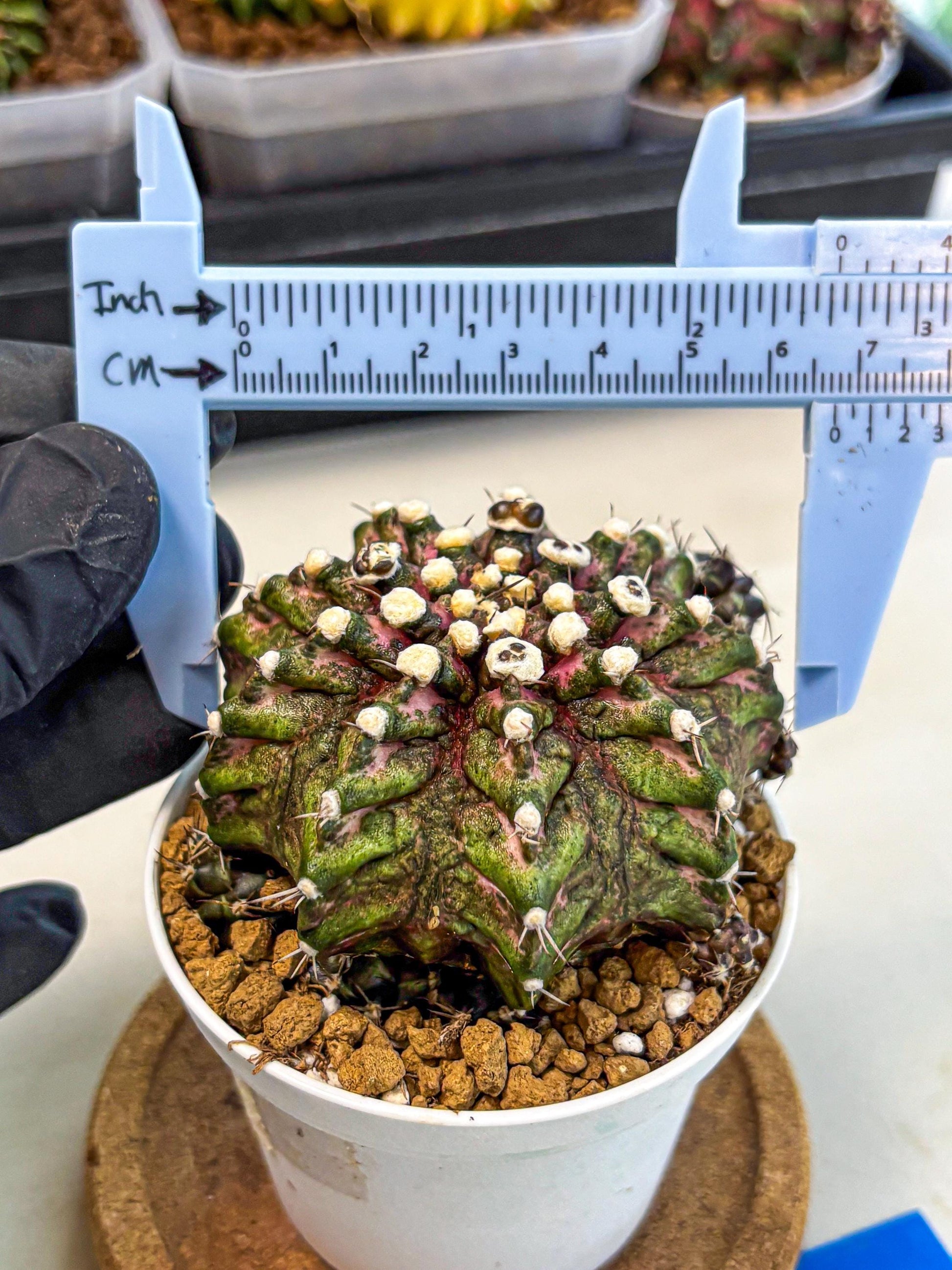 Gymnocalycium T-Rex (oo) (bg) | Variegated Cactus