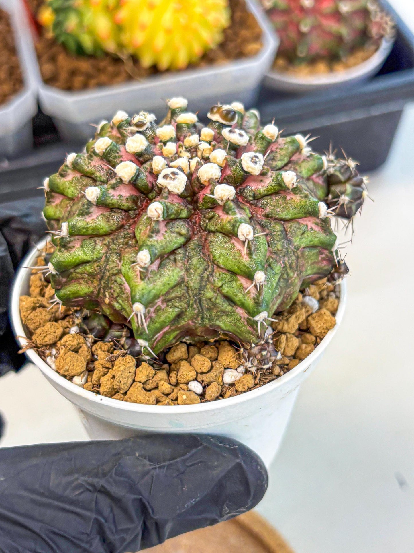 Gymnocalycium T-Rex (oo) (bg) | Variegated Cactus