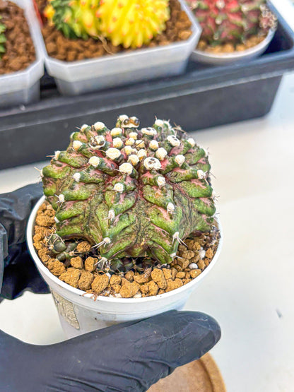 Gymnocalycium T-Rex (oo) (bg) | Variegated Cactus
