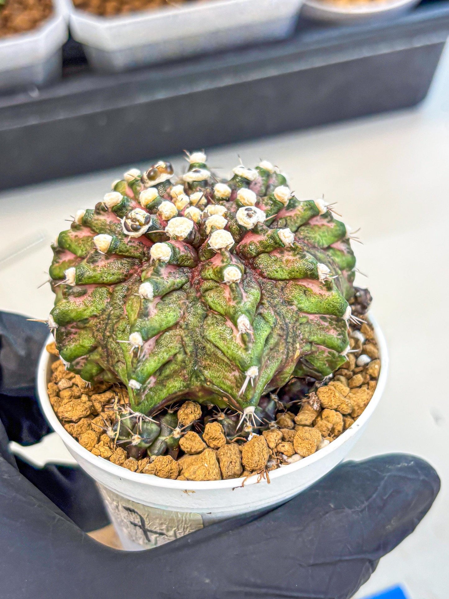 Gymnocalycium T-Rex (oo) (bg) | Variegated Cactus