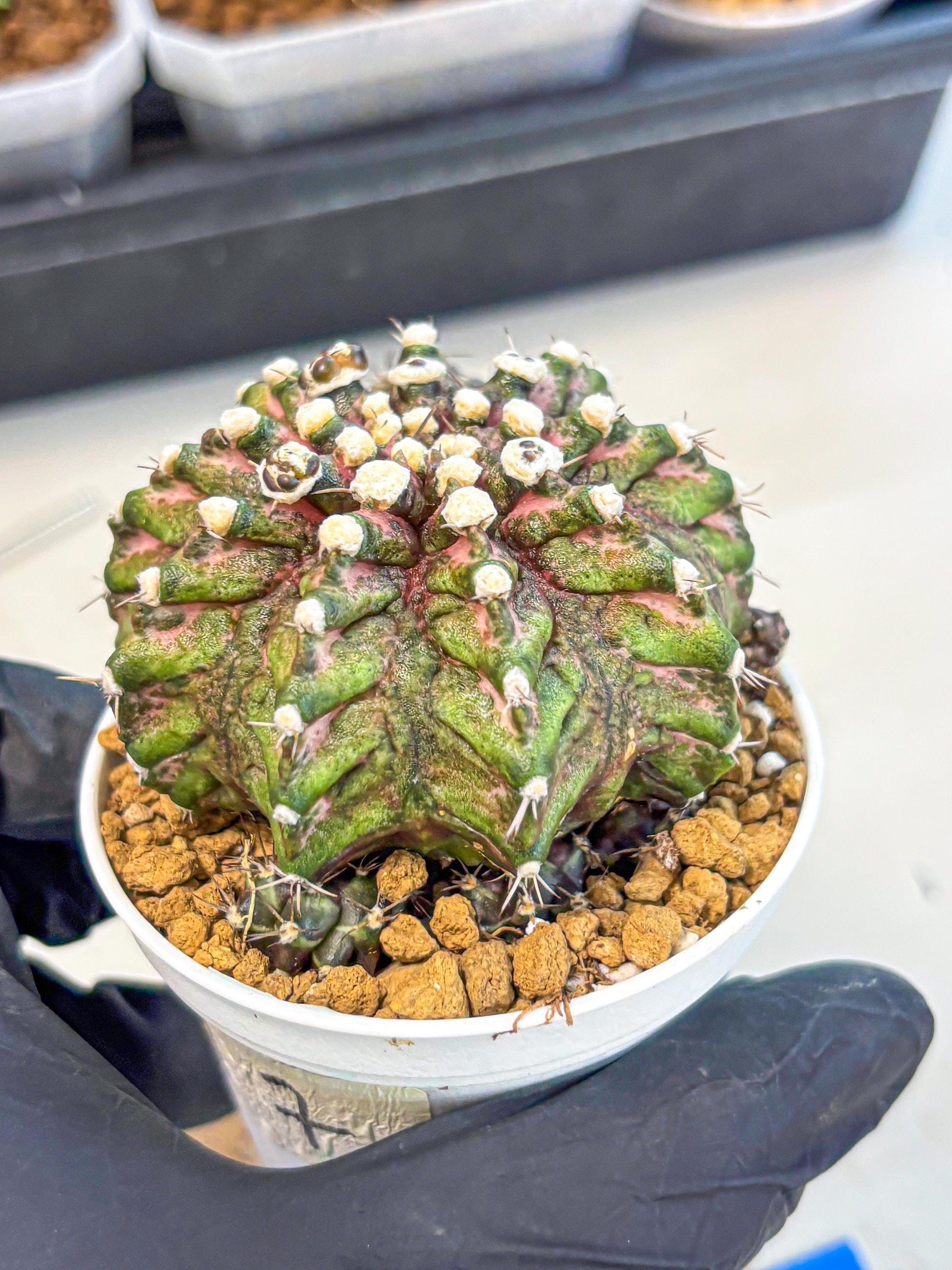 Gymnocalycium T-Rex (oo) (bg) | Variegated Cactus