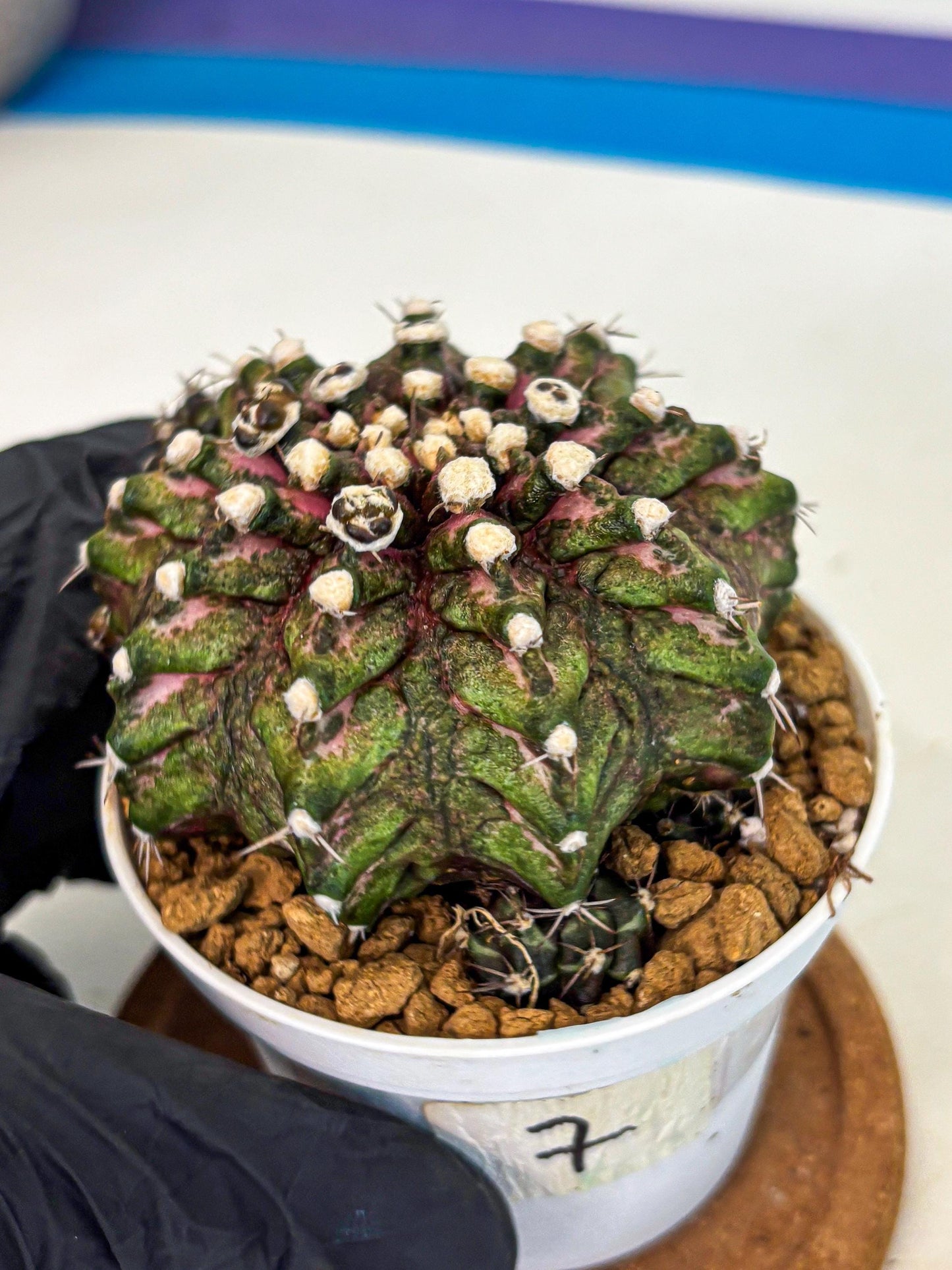 Gymnocalycium T-Rex (oo) (bg) | Variegated Cactus