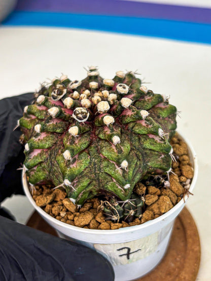 Gymnocalycium T-Rex (oo) (bg) | Variegated Cactus