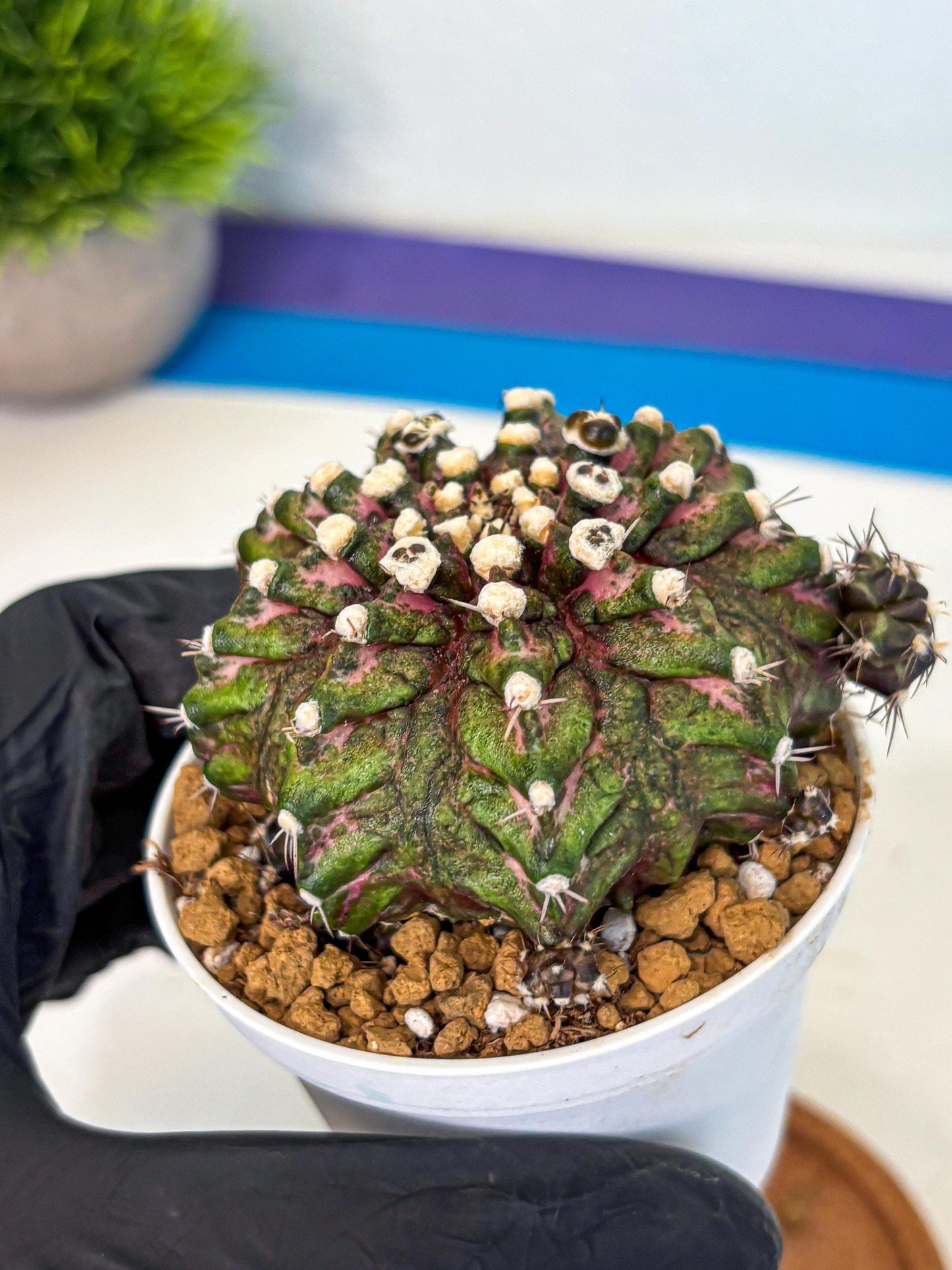 Gymnocalycium T-Rex (oo) (bg) | Variegated Cactus