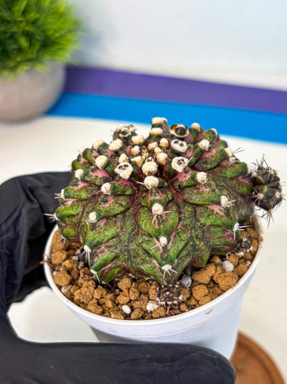 Gymnocalycium T-Rex (oo) (bg) | Variegated Cactus