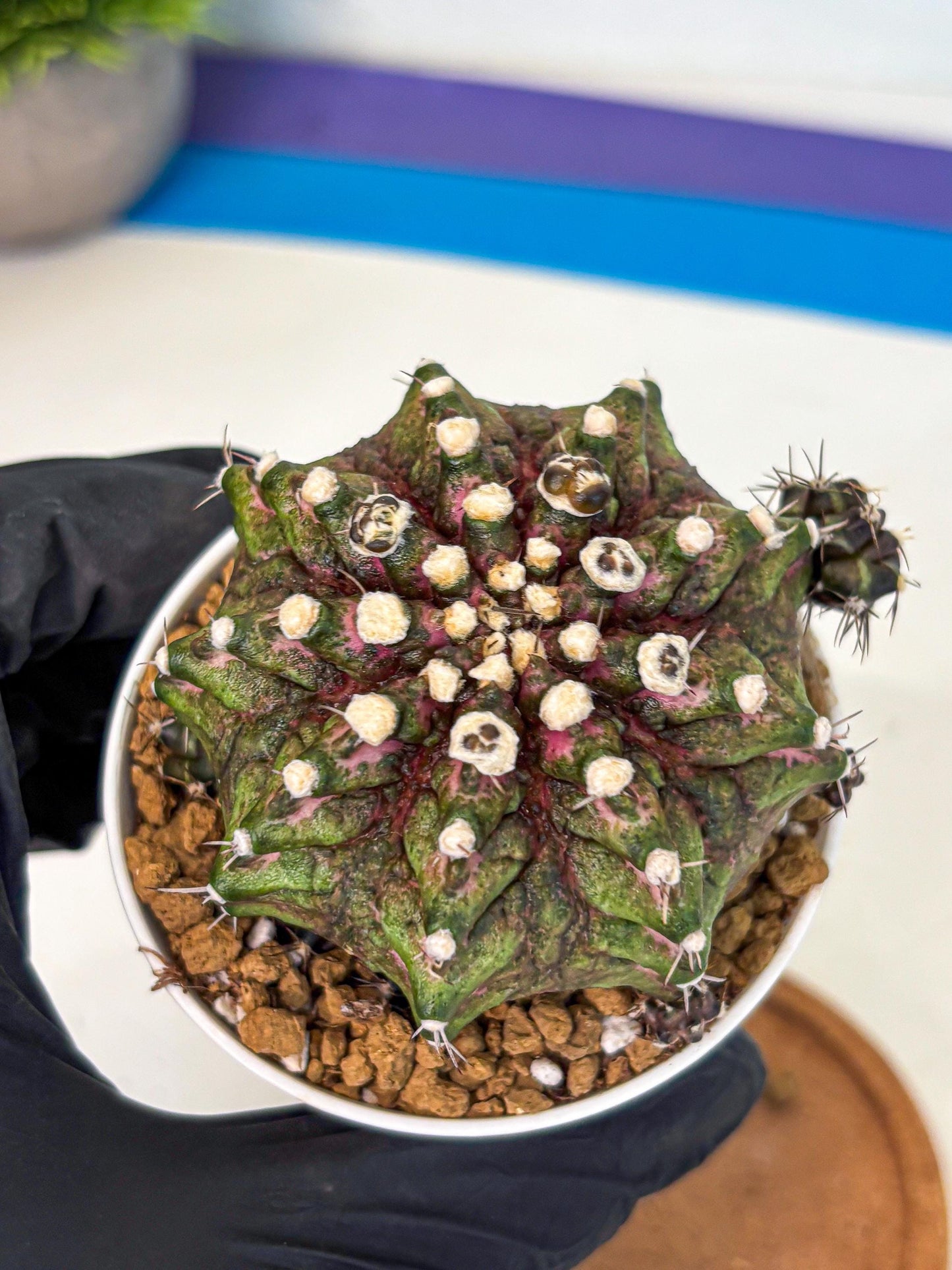 Gymnocalycium T-Rex (oo) (bg) | Variegated Cactus