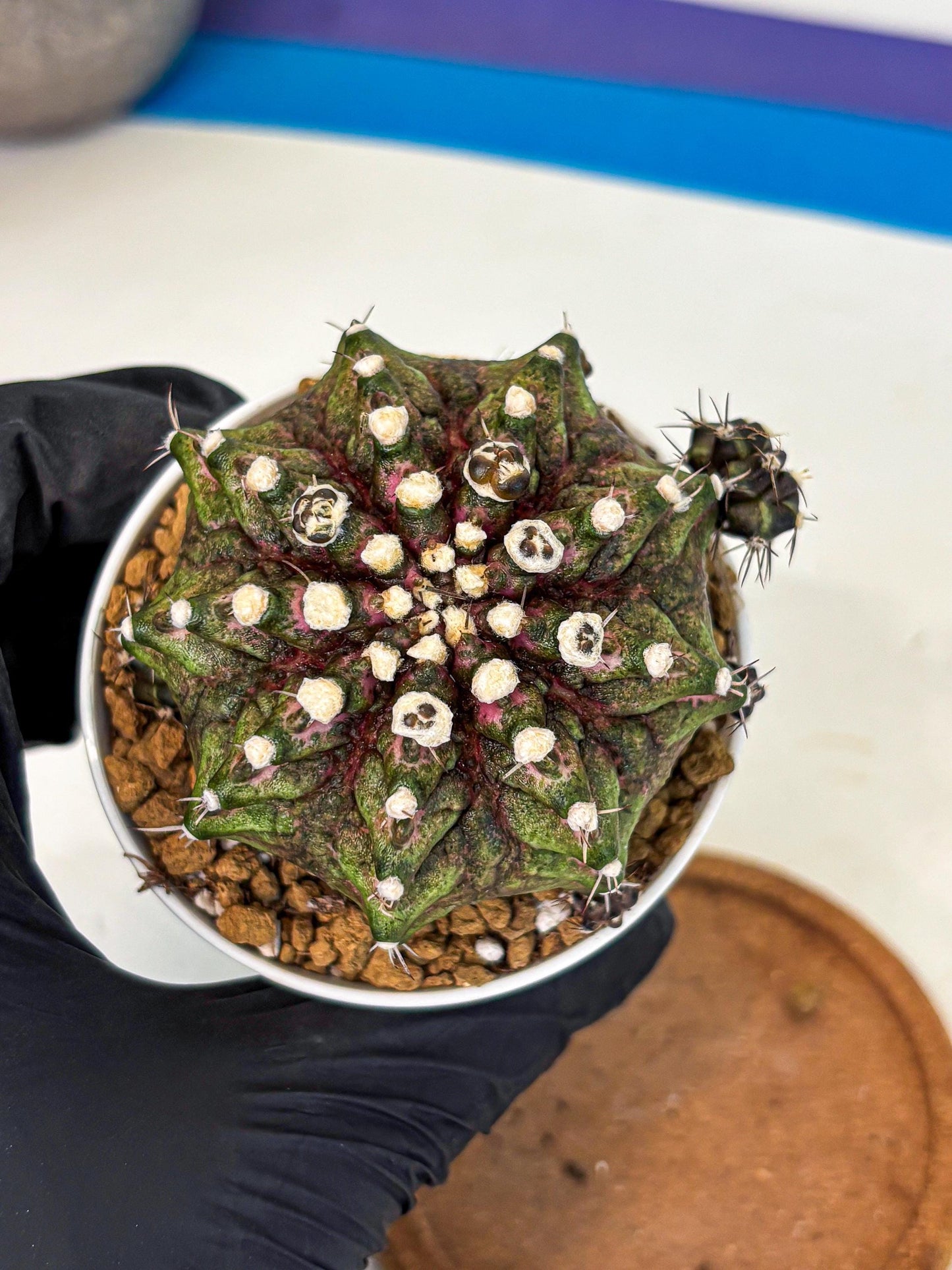 Gymnocalycium T-Rex (oo) (bg) | Variegated Cactus
