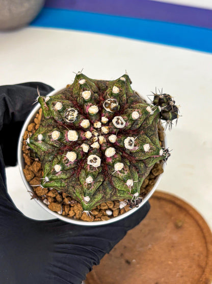 Gymnocalycium T-Rex (oo) (bg) | Variegated Cactus