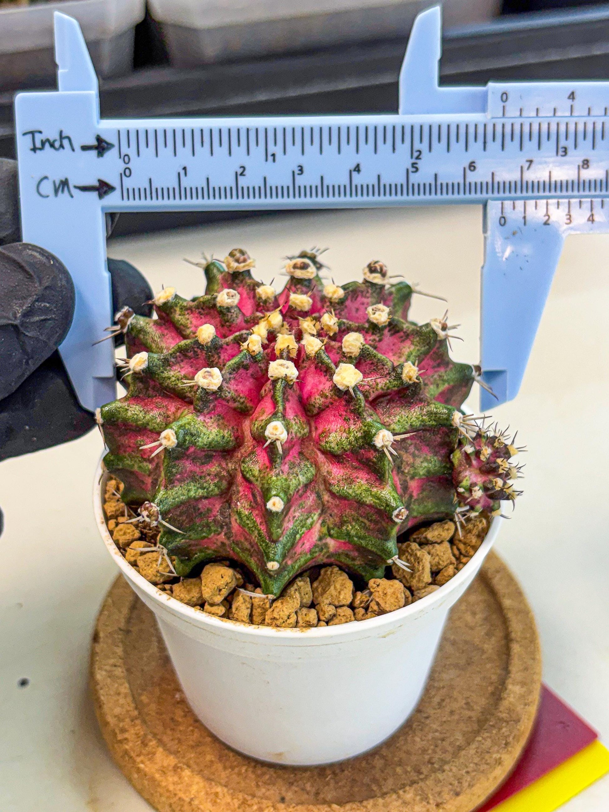 Gymnocalycium T-Rex (oo) (ry) | Variegated Cactus