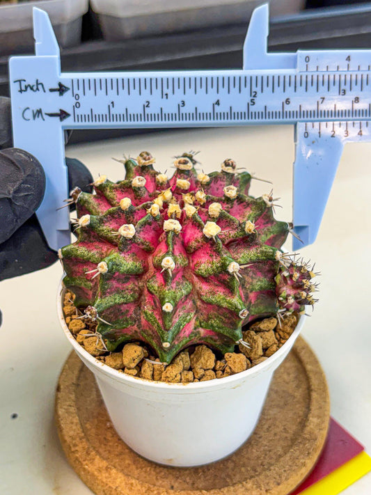 Gymnocalycium T-Rex (oo) (ry) | Variegated Cactus