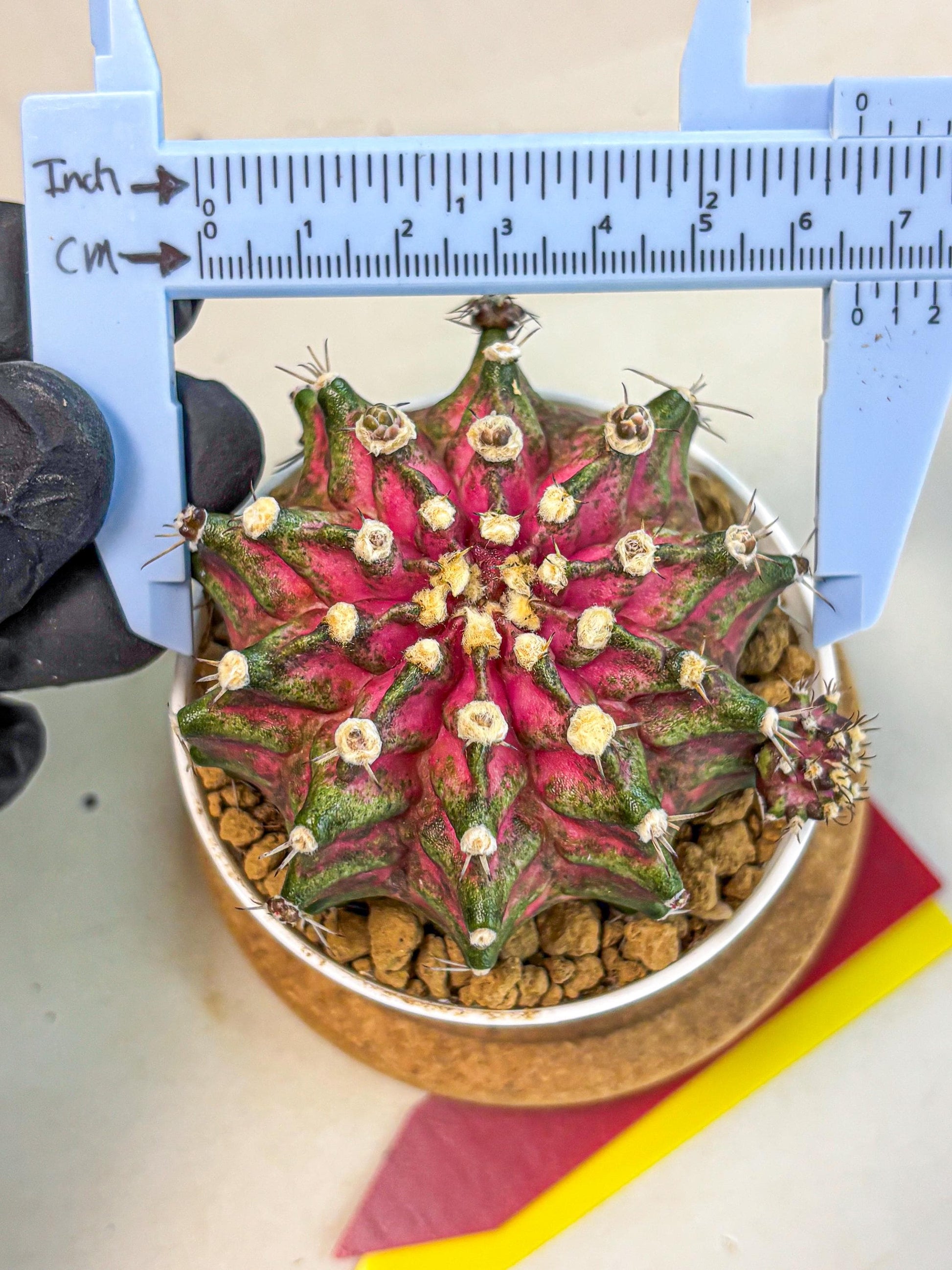 Gymnocalycium T-Rex (oo) (ry) | Variegated Cactus