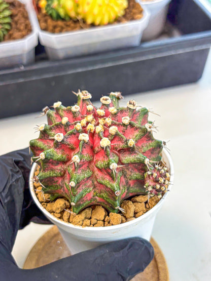 Gymnocalycium T-Rex (oo) (ry) | Variegated Cactus