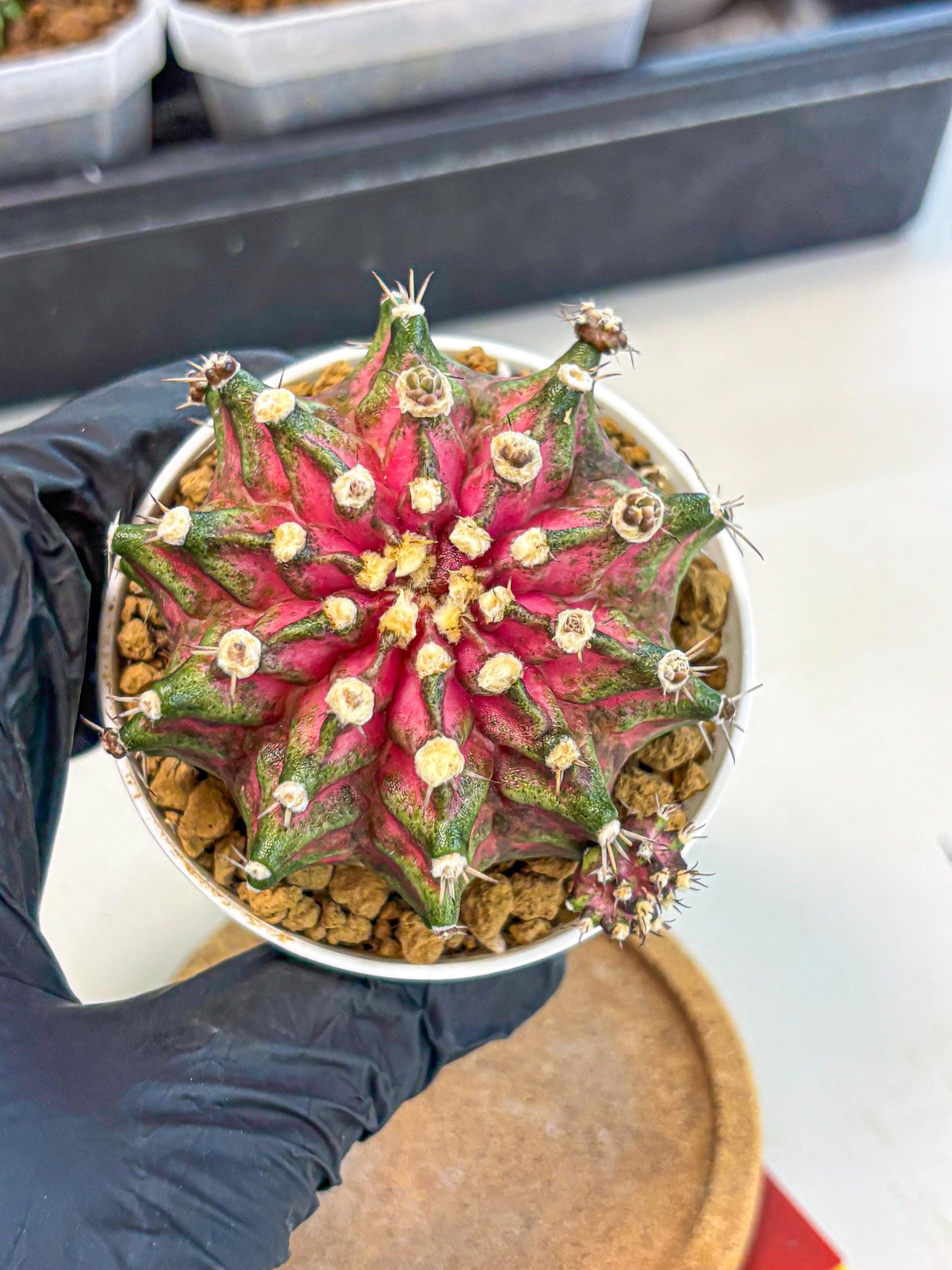 Gymnocalycium T-Rex (oo) (ry) | Variegated Cactus