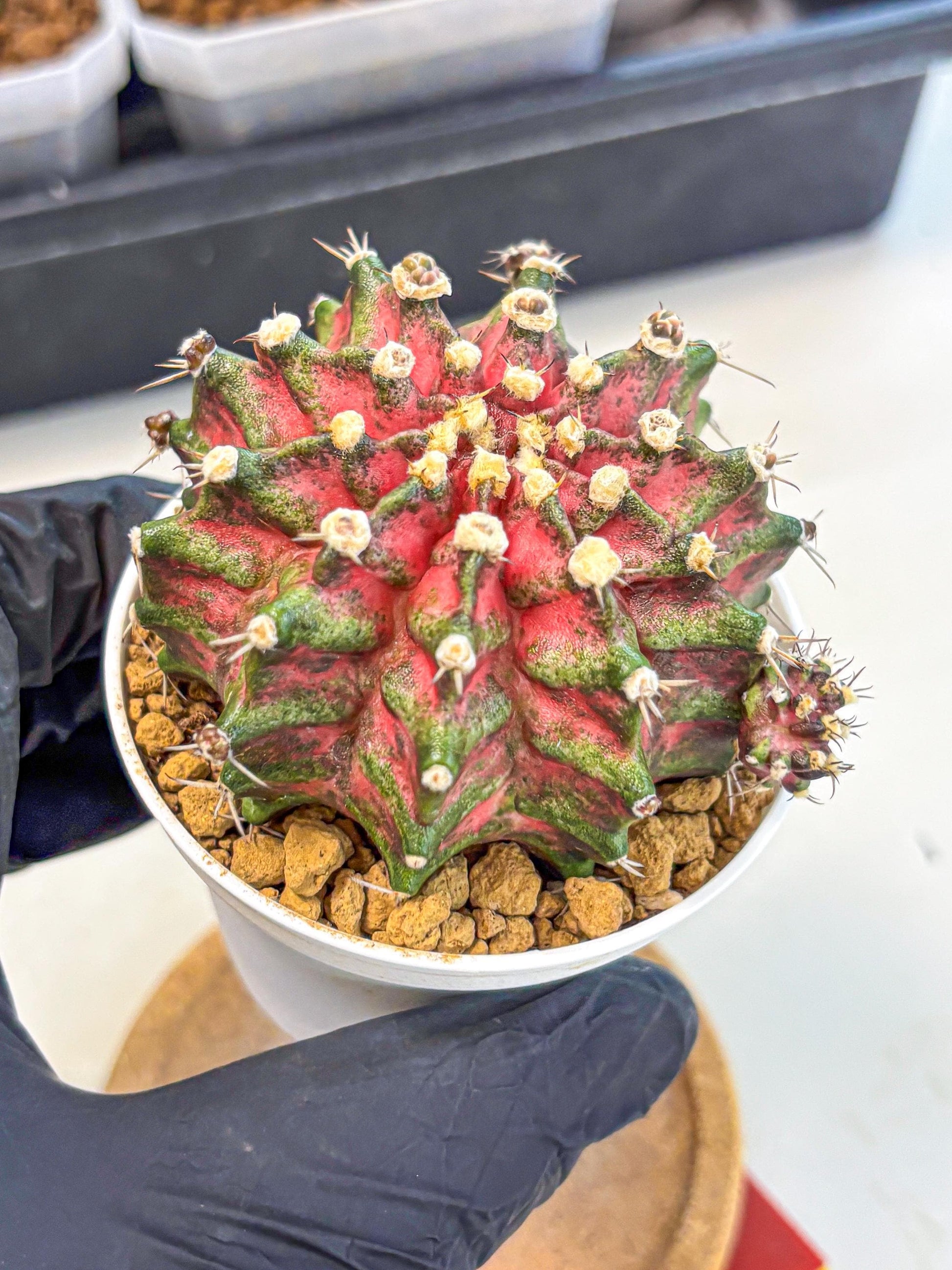 Gymnocalycium T-Rex (oo) (ry) | Variegated Cactus