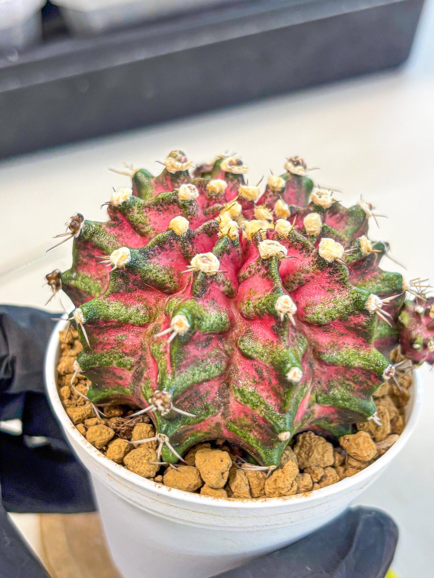 Gymnocalycium T-Rex (oo) (ry) | Variegated Cactus
