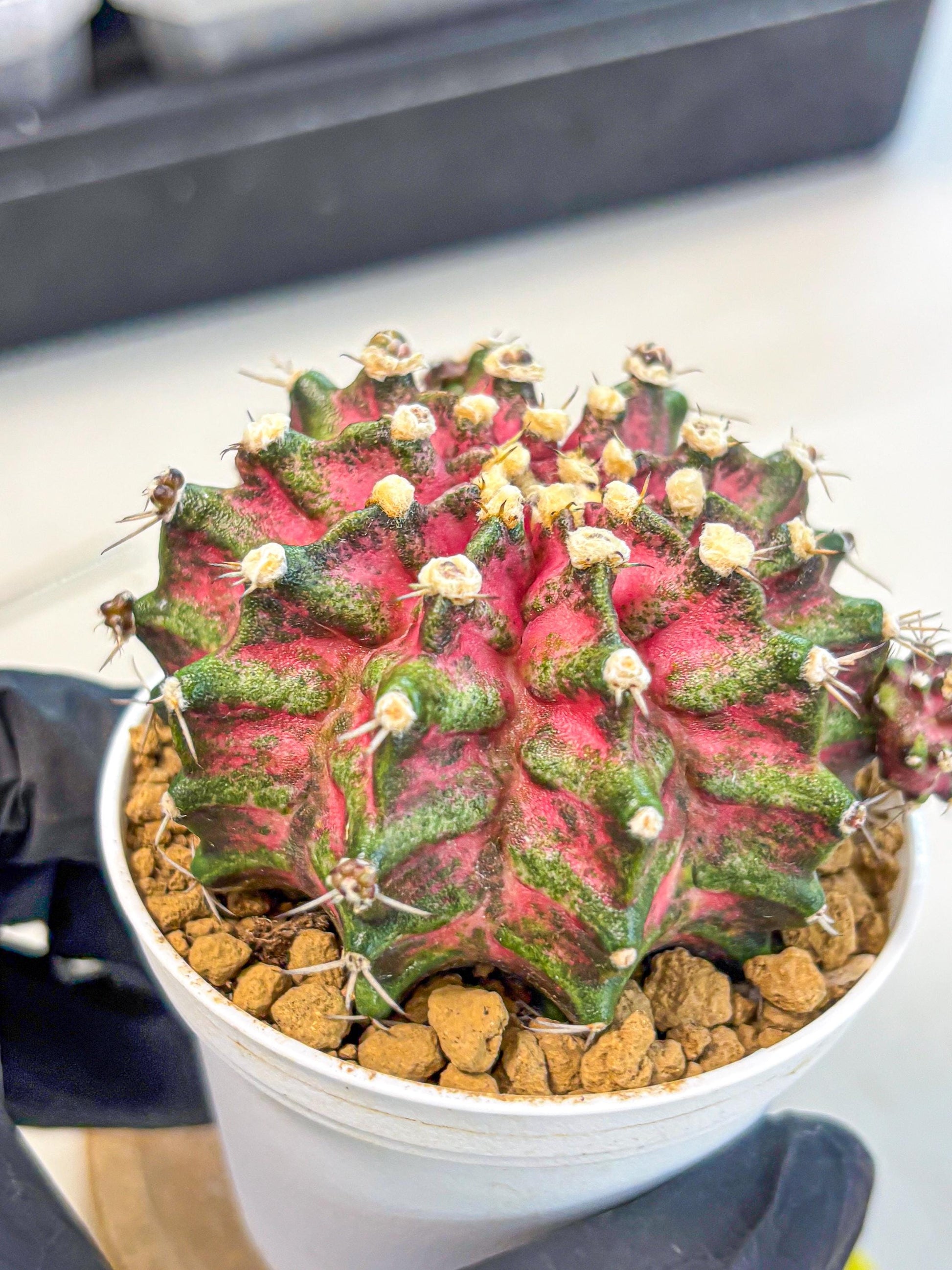 Gymnocalycium T-Rex (oo) (ry) | Variegated Cactus