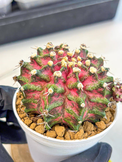Gymnocalycium T-Rex (oo) (ry) | Variegated Cactus