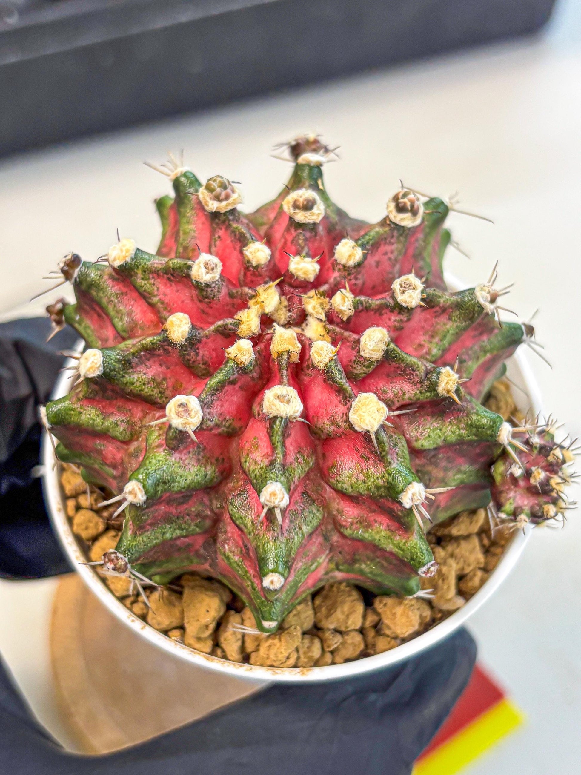 Gymnocalycium T-Rex (oo) (ry) | Variegated Cactus